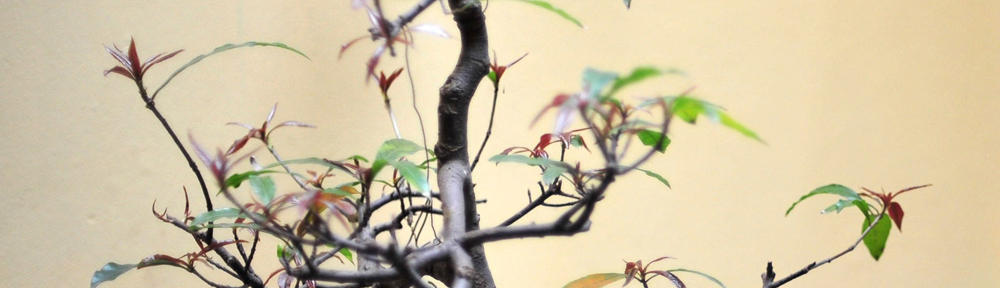 DEAR Cloud Inventory Management